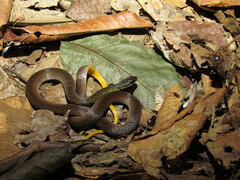 Erythrolamprus oligolepis