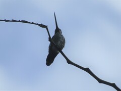 Heliomaster longirostris