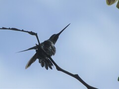 Heliomaster longirostris