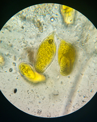 Phyllactinia guttata