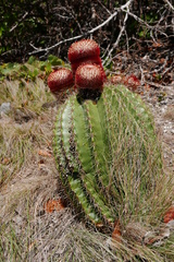 Melocactus intortus