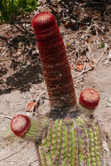 Melocactus intortus