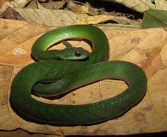 Erythrolamprus typhlus