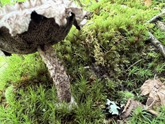 Strobilomyces confusus