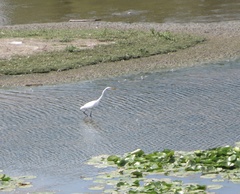 Ardea alba
