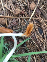 Conocybe deliquescens