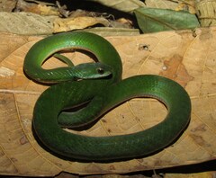 Erythrolamprus typhlus