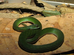 Erythrolamprus typhlus