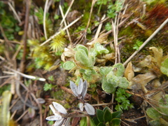 Cerastium imbricatum