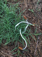 Conocybe deliquescens