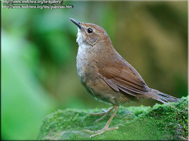Russet Bush-Warbler