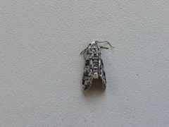 Bryophila domestica