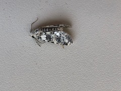 Bryophila domestica