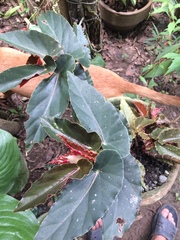 Begonia coccinea