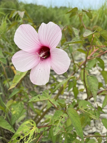 halberdleaf rosemallow (Hibiscus laevis)