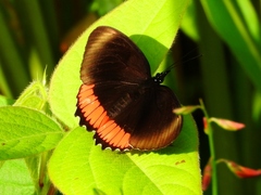 Biblis hyperia