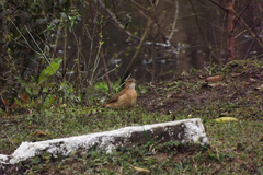 Furnarius rufus