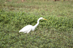 Ardea alba