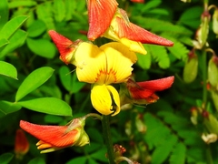 Crotalaria