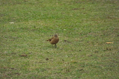 Furnarius rufus