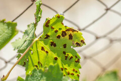 Colomerus vitis