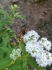 Milesia crabroniformis