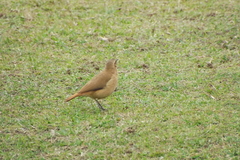 Furnarius rufus