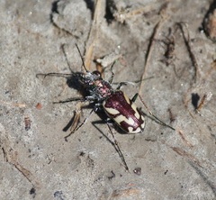 Cicindela fulgida