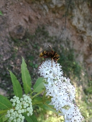 Milesia crabroniformis