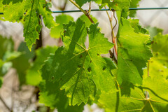 Colomerus vitis