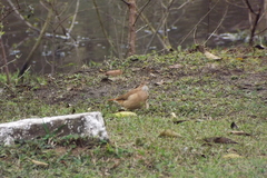 Furnarius rufus