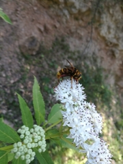 Milesia crabroniformis