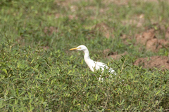 Bubulcus ibis