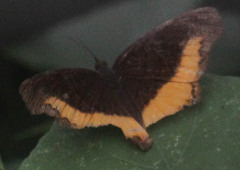 Eurytela dryope