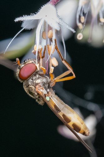 Variable Duskyface Fly photo 6