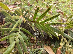 Pleopeltis pleopeltifolia