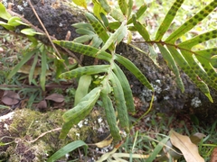 Pleopeltis pleopeltifolia