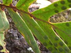 Pleopeltis pleopeltifolia