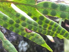 Pleopeltis pleopeltifolia