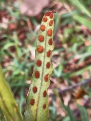 Pleopeltis pleopeltifolia