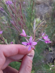 Chamaenerion dodonaei