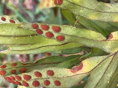 Pleopeltis pleopeltifolia