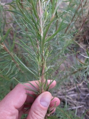 Chamaenerion dodonaei