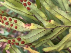 Pleopeltis pleopeltifolia