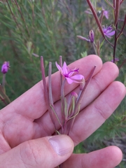 Chamaenerion dodonaei