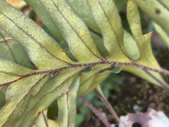 Pleopeltis pleopeltifolia