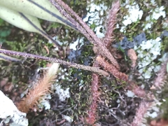 Pleopeltis pleopeltifolia