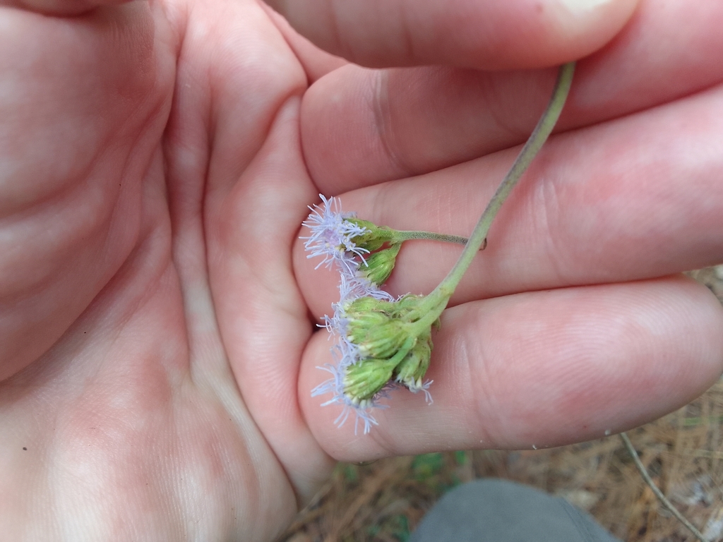 Ageratum standleyi