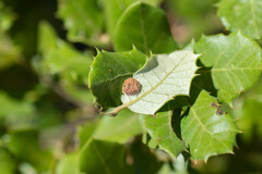 Plagiotrochus australis