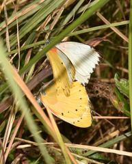 Belenois thysa thysa